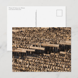Lofoten Islands Stockfish Postcard