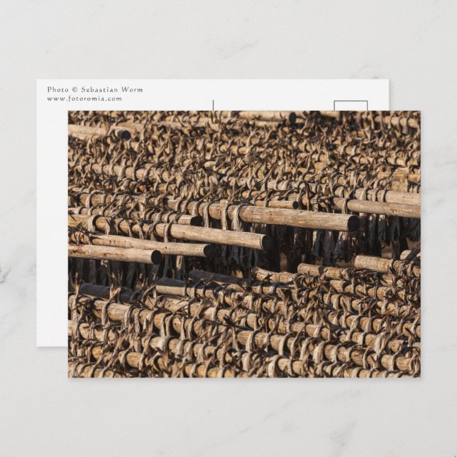 Lofoten Islands Stockfish Postcard (Front/Back)