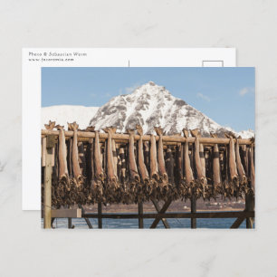 Lofoten Norway Stockfish Postcard