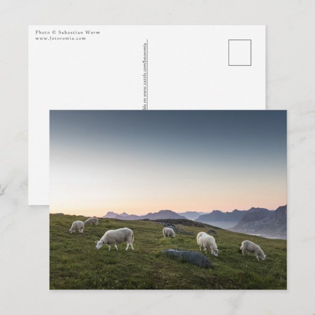 Lofoten Sheep Postcard (Front/Back)