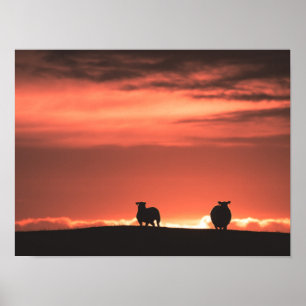 Lofoten Sunset Sheep Poster