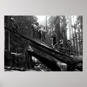 LOG RIGGING in the REDWOODS c. 1890 Poster
