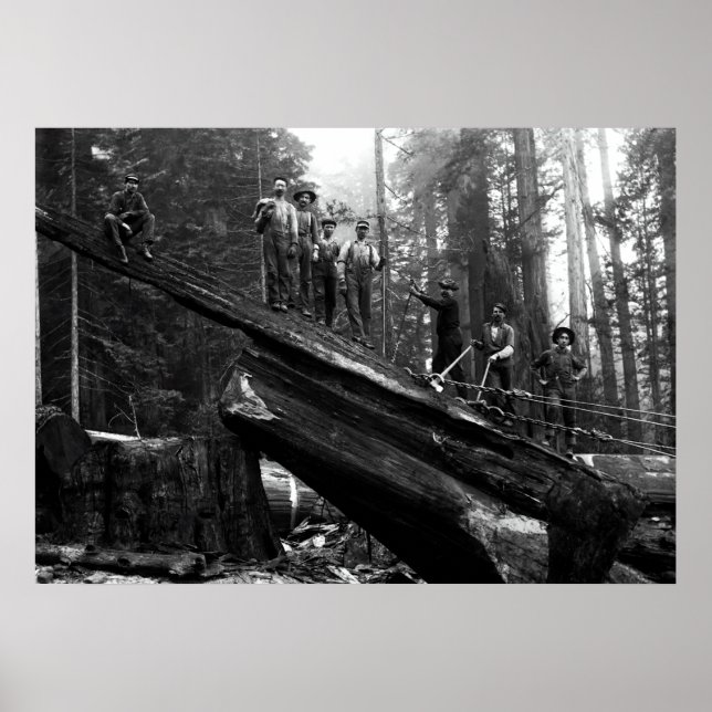 LOG RIGGING in the REDWOODS c. 1890 Poster (Front)