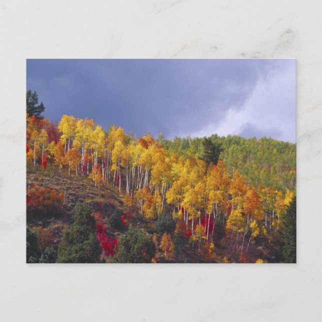 Logan Canyon in Utah in autumn with passing Postcard (Front)