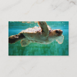 Loggerhead #1 Mini Print Business Card