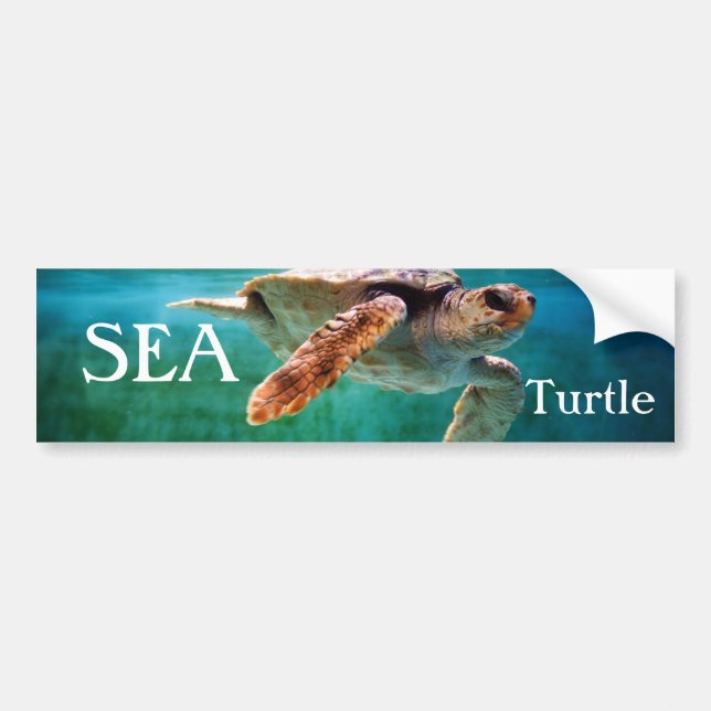 Loggerhead #2 Bumper Sticker (Front)