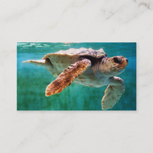 Loggerhead #2 Mini Print Business Card (Front)