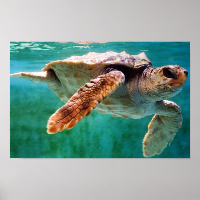 Loggerhead #2 Poster (Front)
