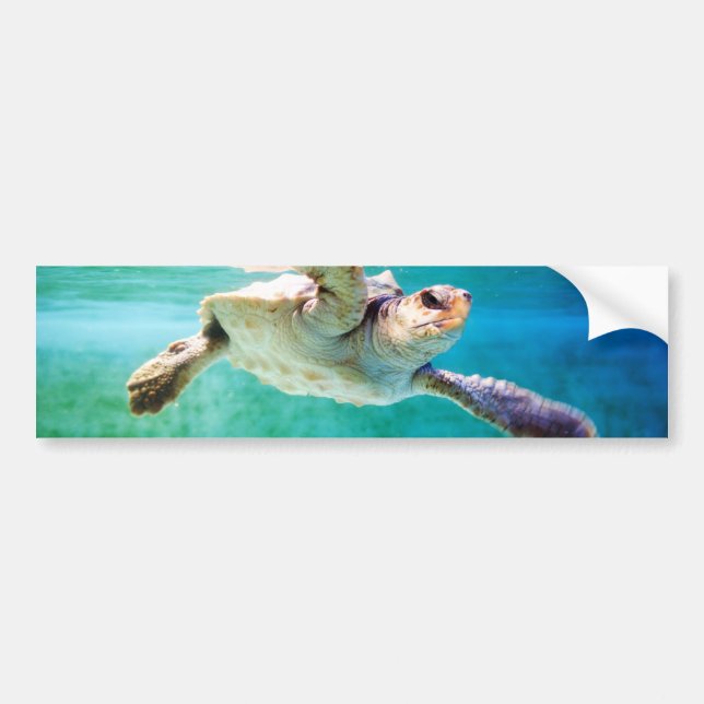 Loggerhead #3 Bumper Sticker (Front)
