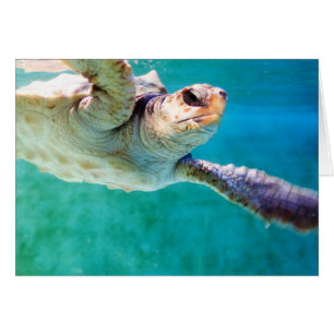 Loggerhead #3 Card