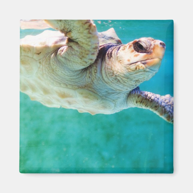 Loggerhead #3 Magnet (Front)