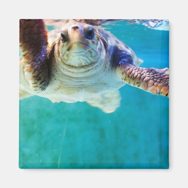 Loggerhead #4 Magnet (Front)