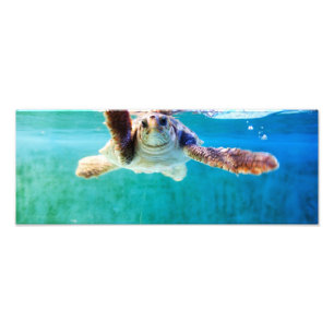 Loggerhead #4 Photo