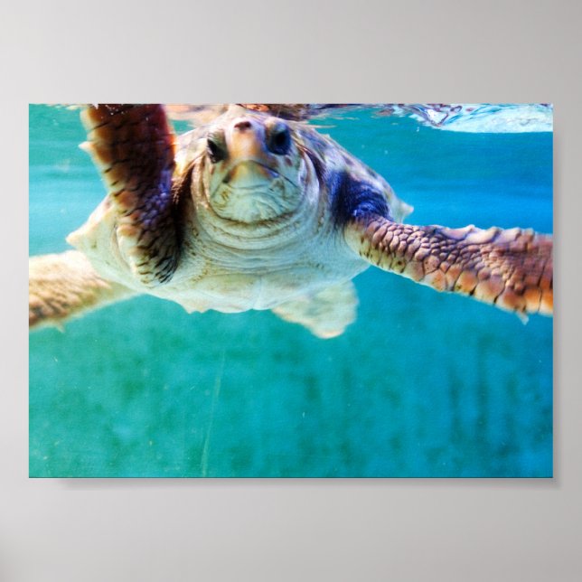 Loggerhead #4 Poster (Front)