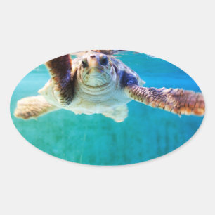 Loggerhead #4 Sticker