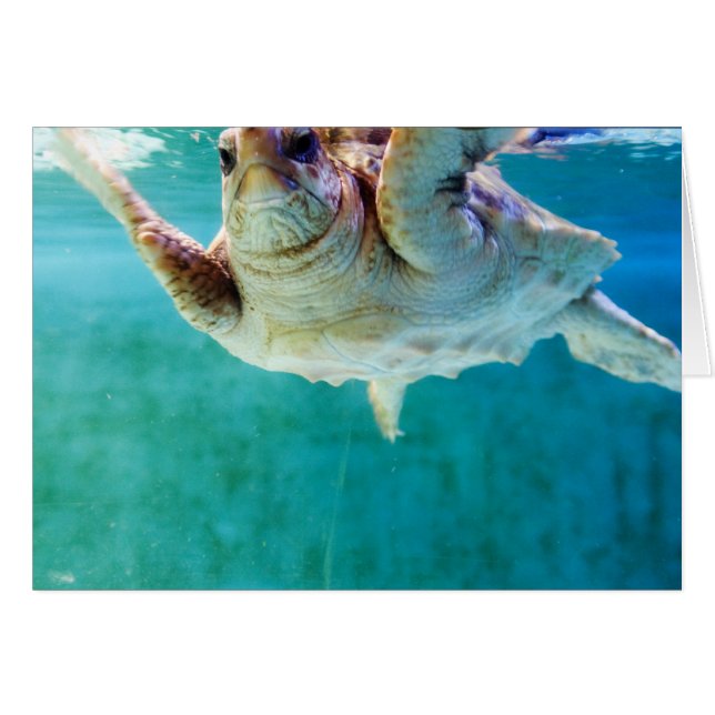 Loggerhead #5 Card (Front Horizontal)