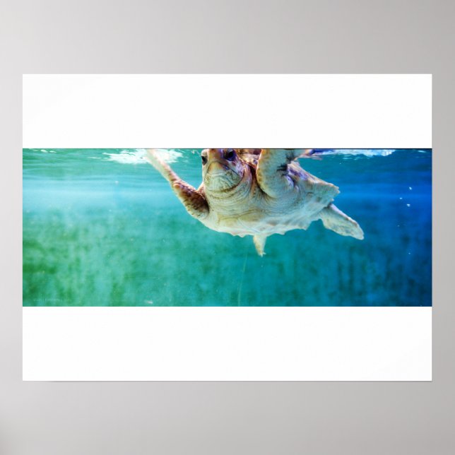Loggerhead #5 Poster (Front)