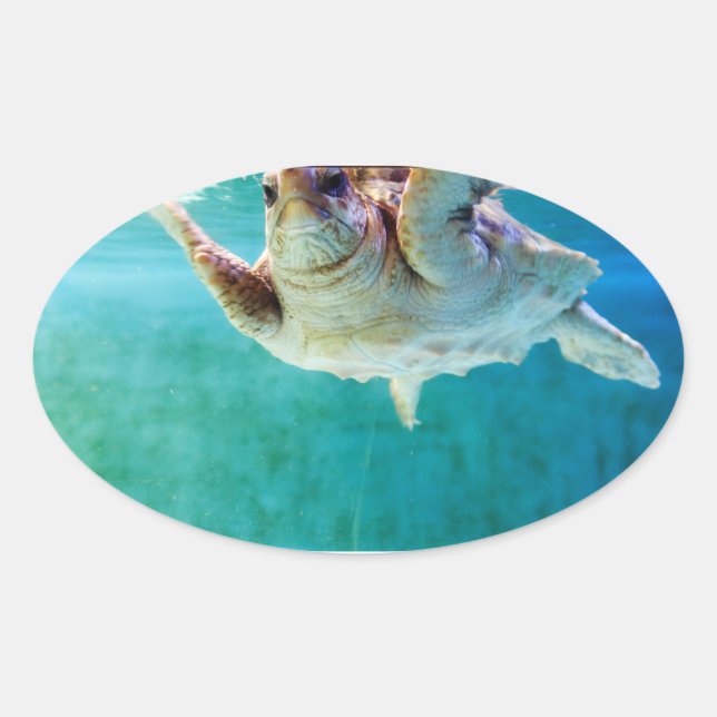 Loggerhead #5 Sticker (Front)