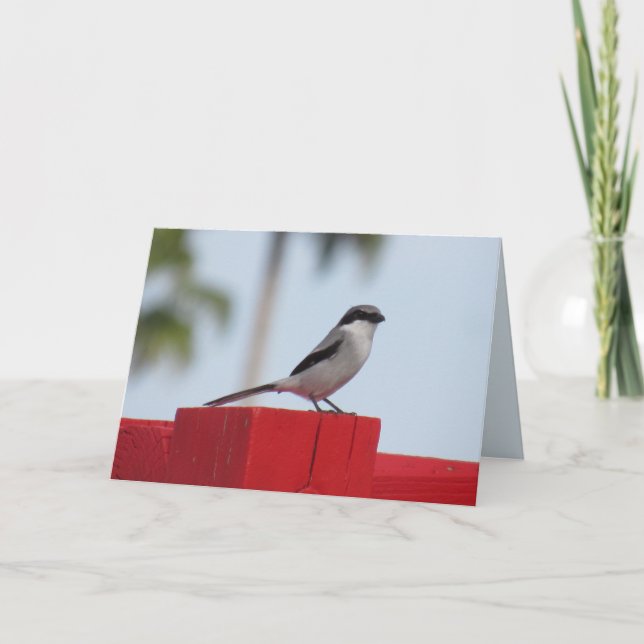 Loggerhead Shrike Bird Greeting Card (Front)