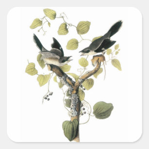 Loggerhead Shrike by Audubon Square Sticker