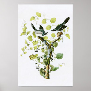 Loggerhead Shrike John Audubon Birds of America Poster