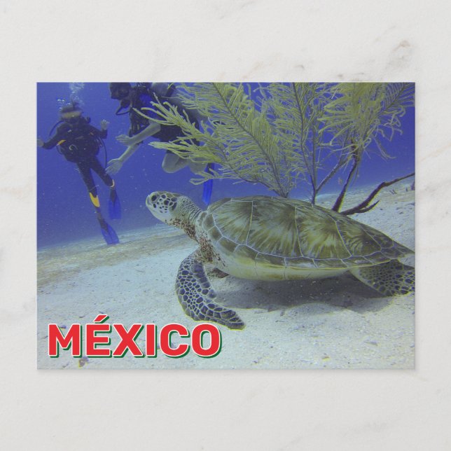 Loggerhead Turtle In Mexico Postcard (Front)