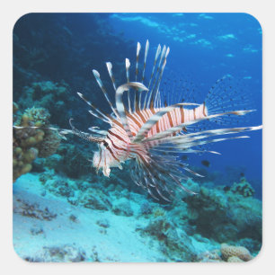 Loinfish is Saltwater Ocean Wildlife Reef Fish Square Sticker