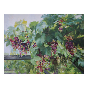 Loire Valley Vineyard – French Grape Painting Poster