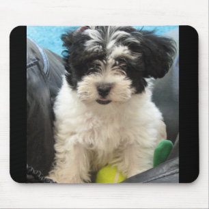 Lola A Rescued Havanese puppy Mouse Pad