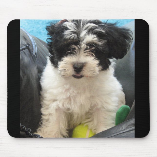 Lola A Rescued Havanese puppy Mouse Pad (Front)