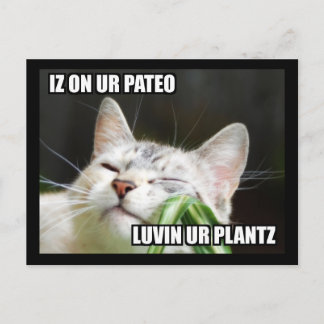 LOLCat Sassy Postcard
