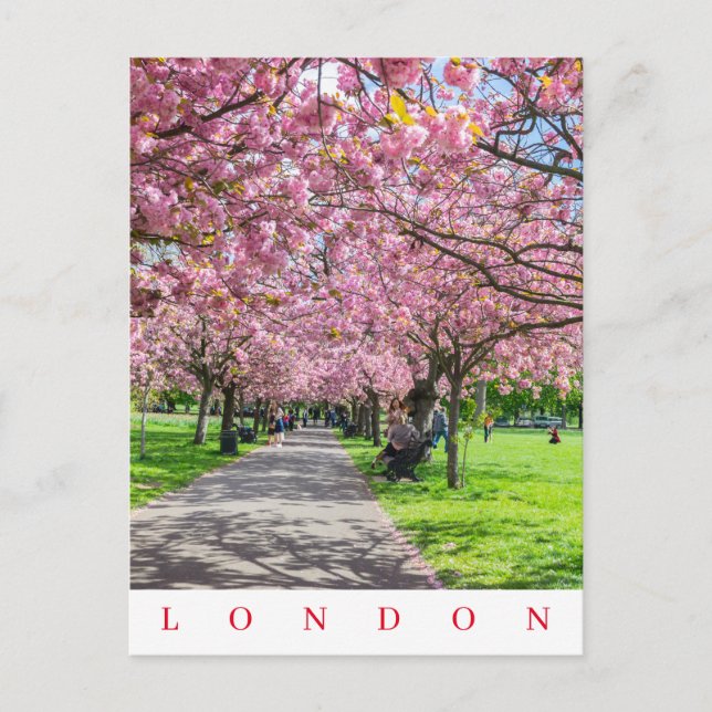 London Greenwich Park cherry blossom view postcard (Front)