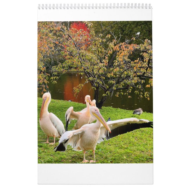 London Pelicans of St James's Park Calendar (Cover)
