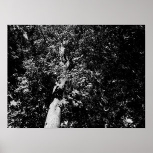 London Plane Tree - B&W Poster