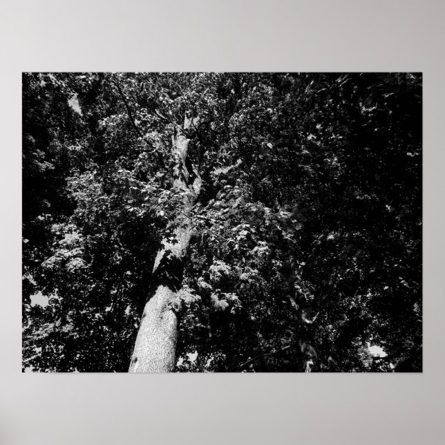 London Plane Tree - B&W Poster (Front)