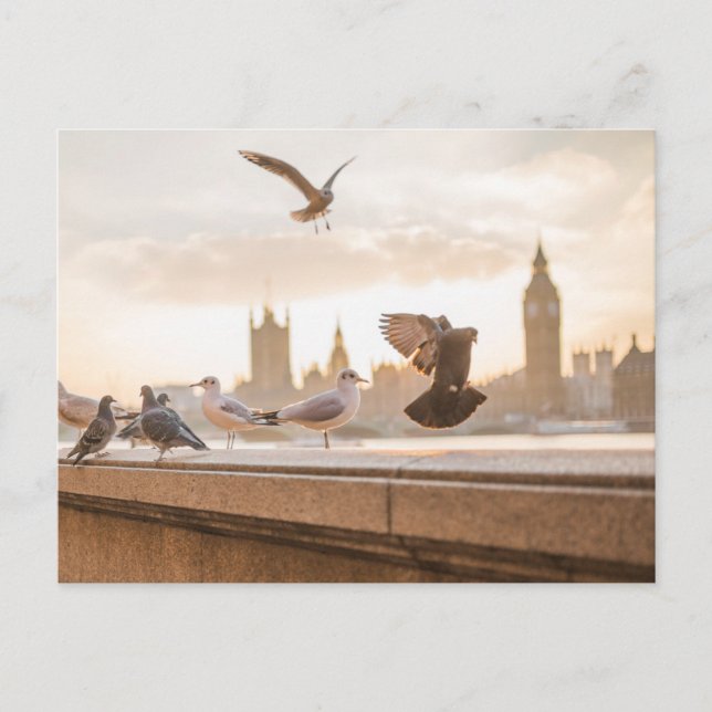 London seagulls postcard (Front)