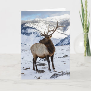 Lone Bull Elk in Snow Yellowstone National Park Card