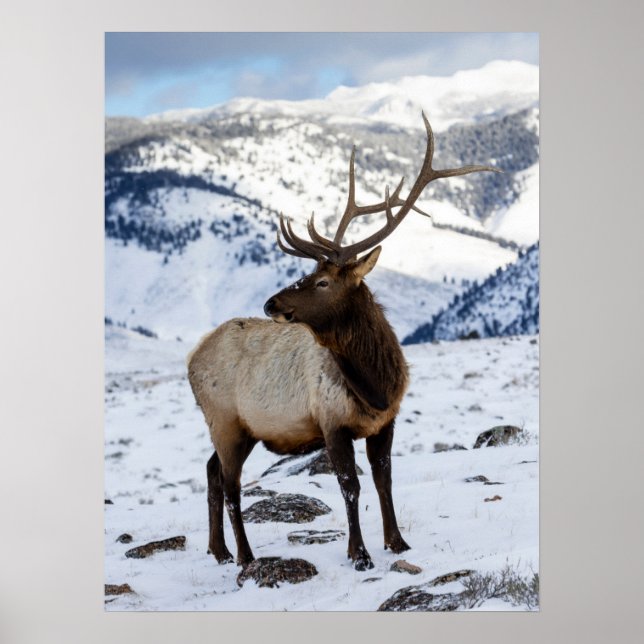 Lone Bull Elk in Snow | Yellowstone National Park Poster (Front)