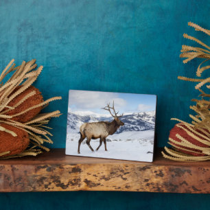 Lone Bull Elk   Yellowstone National Park Plaque