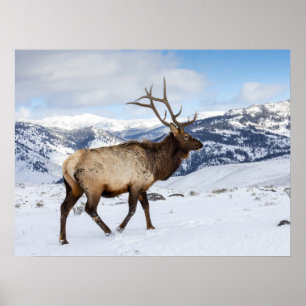 Lone Bull Elk   Yellowstone National Park Poster