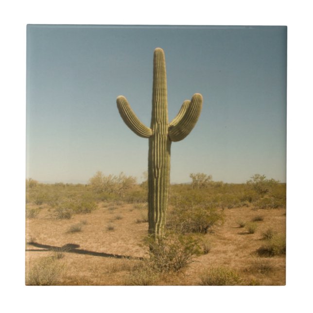 Lone Cactus Ceramic Tile (Front)