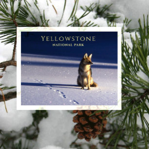 Lone Coyote in Snow, Footprints Yellowstone NP, WY Postcard