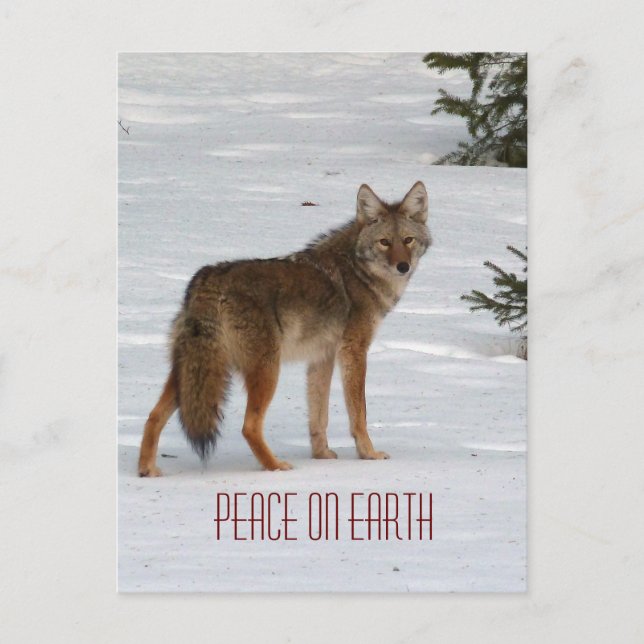 Lone Coyote in Snow Postcard (Front)