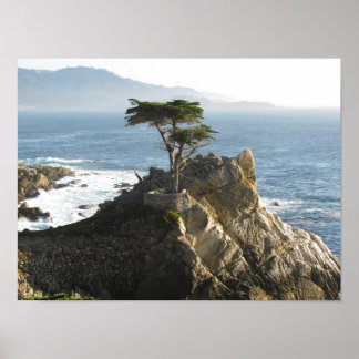 Lone Cypress in 17 Mile Drive Poster