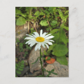 Lone Daisy Postcard