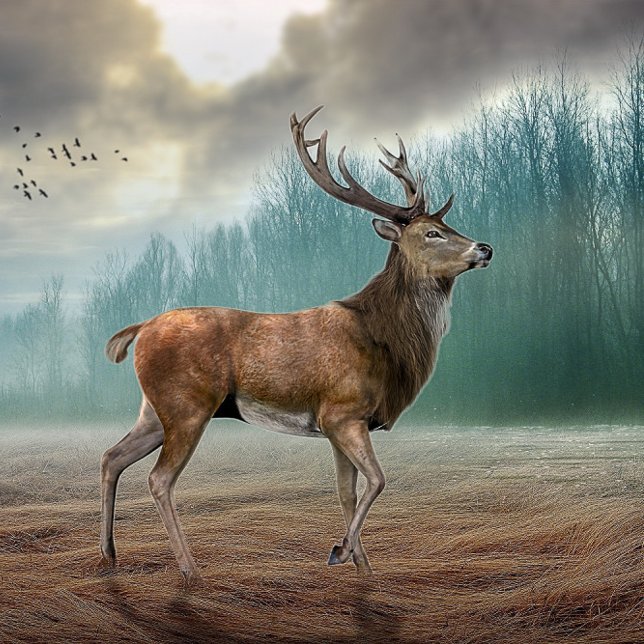 Lone Deer In Misty Forest      (Creator Uploaded)