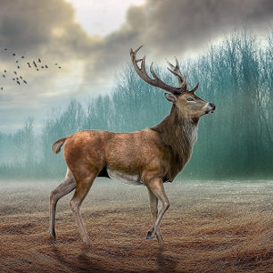 Lone Deer In Misty Forest Folded Greeting Card