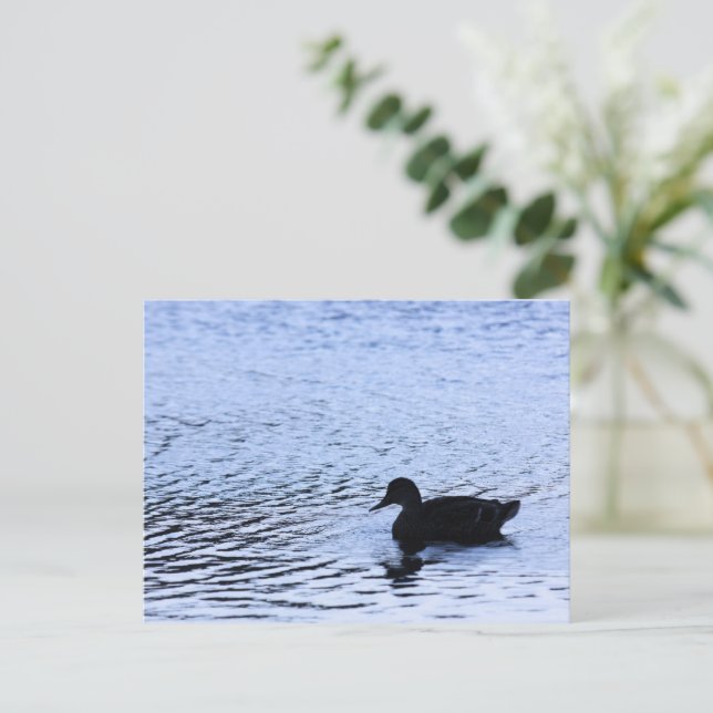 Lone Duck Wildlife Lake Water Ripples Photography Postcard (Standing Front)
