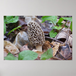 Lone Gray Morel Mushroom Poster