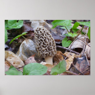 Lone Grey Morel Mushroom Poster